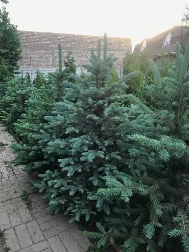 автоматический секатор для обрезки деревьев: В наличии голубые ели Размеры от 80 до 150см В горшках (летом — 7