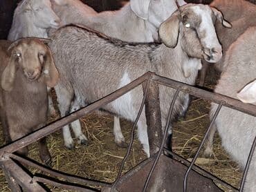 кой гисар: Продаю | Коза (самка) | Полукровка | Для разведения — 4