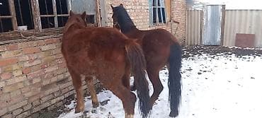 домашный тоок: Сатам | Байтал | Жумушка — 5