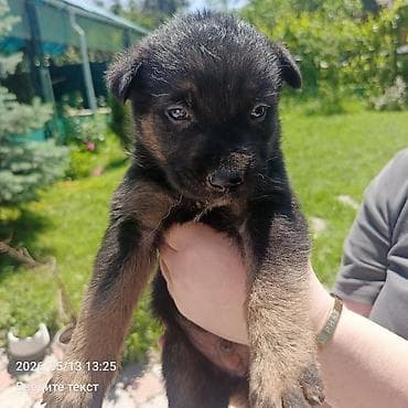 Продажа собак: Овчарка, 1 месяц, Самец — 1
