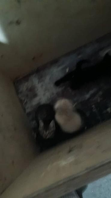 Продажа кошек: Котята, помёт из шесть малышей: - Окрас: кремовый (светлый), тигровый — 2