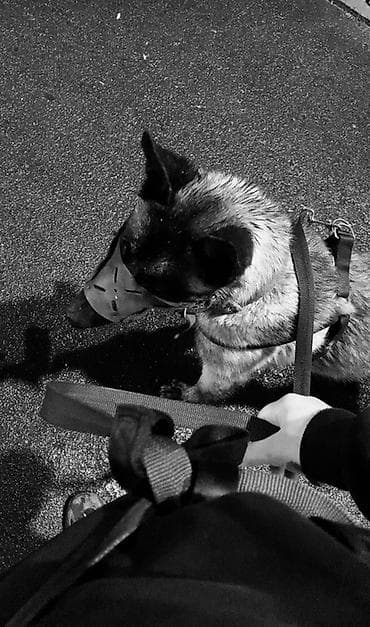 собака щенки: Ищу кобеля для вязки с документам. Дальше договоримся — 1