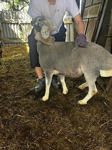 утки белые: Продаю | Овца (самка) | Для разведения — 3