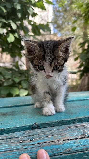 каракол кошка: Котёнок, очень красивый спокойный его помыть и все будет отличным — 2