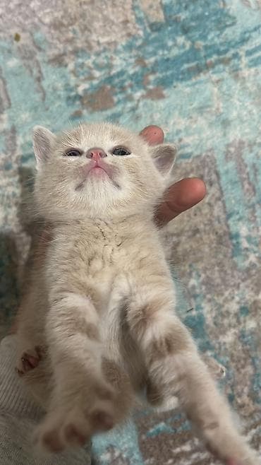 игрушки для кота: Скотиш Фолд (Шотландская вислоухая), 1 месяц, Мальчик, Метис — 2