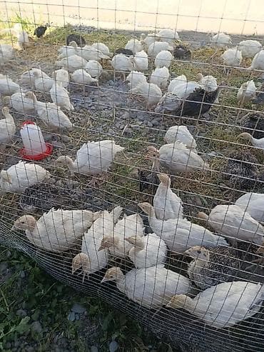корм для индюков породы биг6: Продаю | Индюшата | Бройлерная — 2