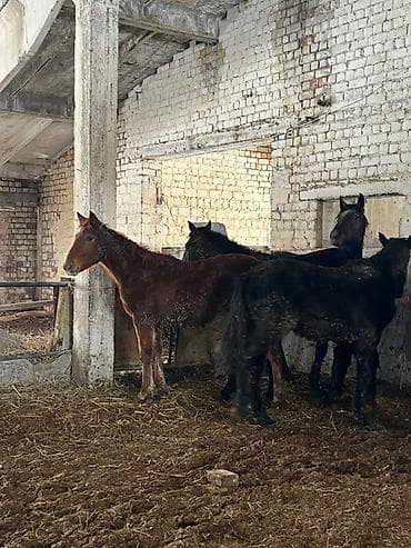 Зоотовары: Продаю | Жеребец, Жеребенок — 2