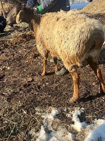 Продаю | Овца (самка) | Эдильбаевская | Для разведения | Ярка