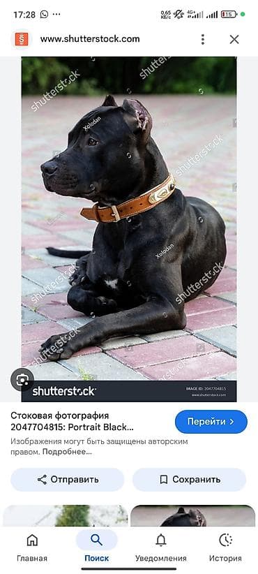 ошейник для собаки: Кожаный ошейник для собак крупных и средних пород - Материал — 1