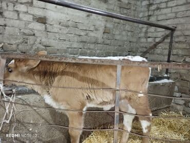 собака кант: Продаю | Тёлка, Музоо, торпок | Швицкая | На откорм | Привязанные — 2