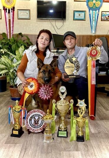 Продажа собак: Немецкая овчарка – щенки шоу-класса - Окрас: чёрно‑рыжий с яркой — 7