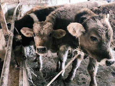 продам бу оборудование для птицефабрики: Продаю | Бык (самец) | Швицкая, Симментальская, Аулиекольская | На откорм — 1