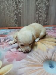 купить щенка французского бульдога: ЩенокЧихуа хуа, кремовый окрас - Пол: кобель - Примерный возраст — 5