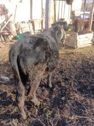 собаку в добрые руки: Продаю | Бык (самец) | На откорм — 6