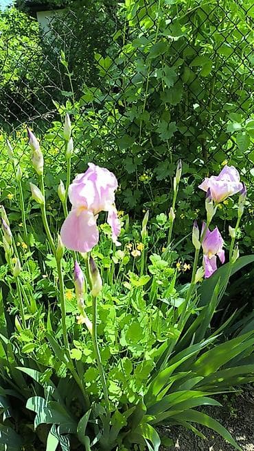 орхидеи дордой: В связи с отьездом недорого продаю луковицы тюльпанов, нарциссов — 6