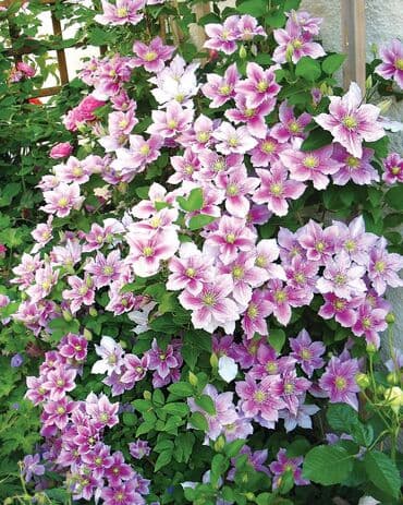 где купить семена павловнии: Продаю клематисы! Большие цветущие кусты. Сорта : - Тудор - Вилл де — 8