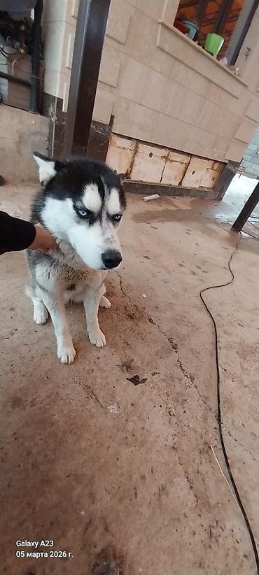 Порода: сибирский хаски (черно‑белый окрас, голубые глаза)