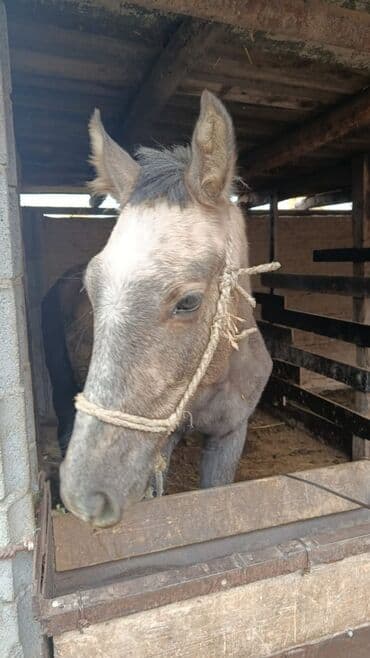 продажа щенков немецкой овчарки с документами в бишкеке: Продаю | Жеребец | Рабочий — 3