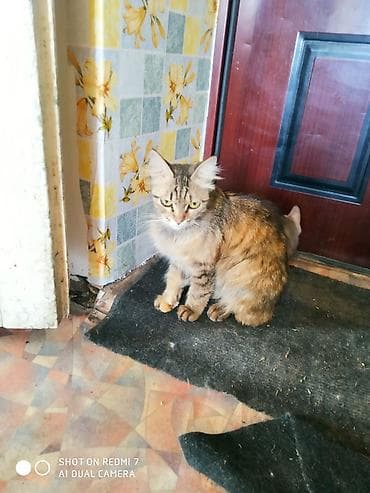 хвостик: Котята домашние, от красивой длинношерстной кошки-черепахи. На фото — — 7