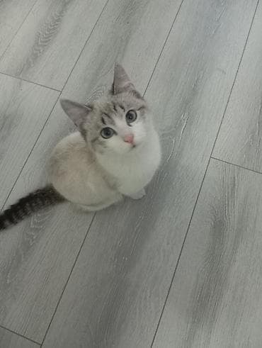 Зоотовары: Котёнок с ярко-розовым носиком и выразительными голубоватыми глазами — 2