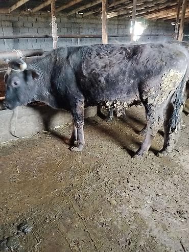 А/ч жаныбарлары үчүн тоюттар: Сатам | Бука (эркек) | Аргын | Бордоп семиртүү үчүн | Байланган — 7