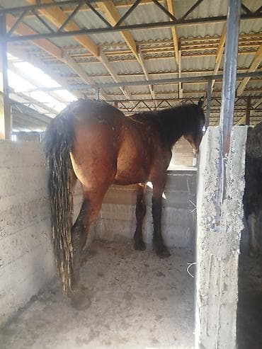 кролик цена: Продаю | Жеребец | Рабочий — 4