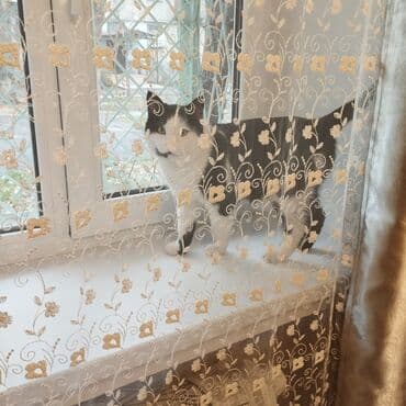 Кошка даром: Беспородная, 4 года, Мальчик, Проглистована