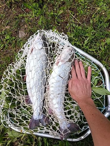 Азык-түлүктөр: ПРОДАЕТСЯ ЖИВАЯ ФОРЕЛЬ В ОШЕ (речка) 🐟Навеска 1 - 1,3 кг — 2