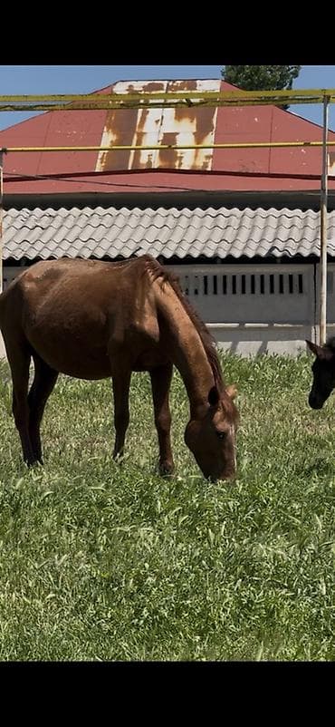 продаю жеребца: Продаю | Кобыла (самка) | Для разведения — 1