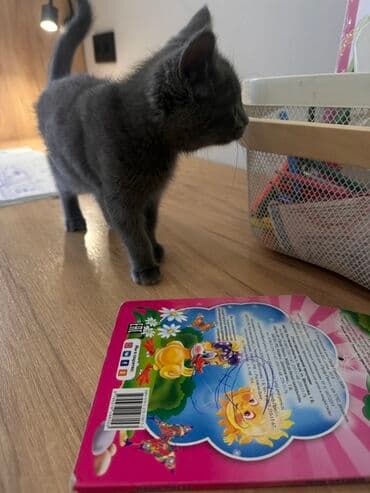 кошачий наполнитель: Беспородная, 3 месяца, Девочка, Серый, Метис — 2