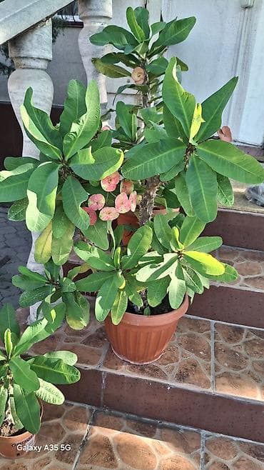 молочай миля купить: Эуфорбия Милия (Euphorbia milii, «Корона Христа») в горшках. - — 1