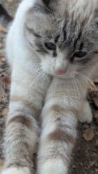 дом кошка: Кошка даром: Беспородная, 1 год, Девочка — 4