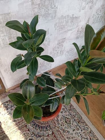 искусственный газон для мини футбольного поля цена бишкек: Фикус комнатные растения высота 0.70 см — 4