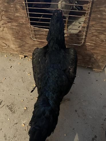 Продаю | Куры | Дакан, Домашняя | Для боев