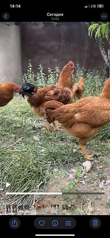 голуби животные: Продаю | Куры | Бройлерная | Для разведения — 4