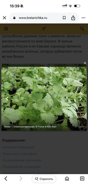 продаю марковку: КИНЗА СВЕЖАЯ В БОЛЬШОМ КОЛИЧЕСТВЕ ОПТОМ — 1