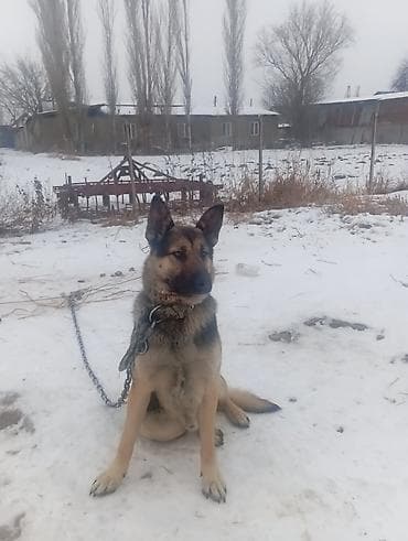 растение для аквариума: Овчарка, 1 год, Самец, С прививкой — 3