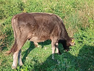 кор: Продаю | Бык (самец) | Алатауская, Аулиекольская | На откорм — 8