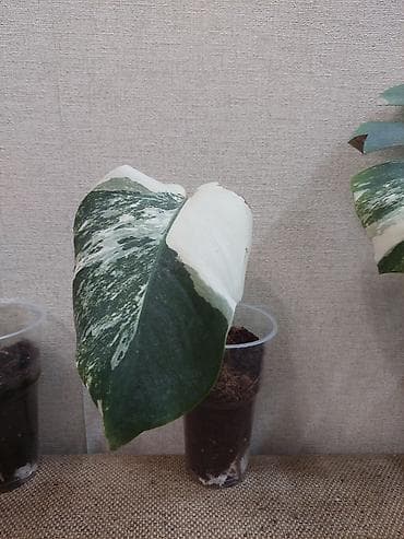 Монстеры: Монстера вариегатная (Monstera deliciosa variegata), черенки с корнями — 4
