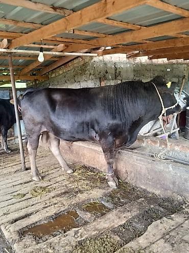 Продаю | Бык (самец) | На откорм | Привязанные
