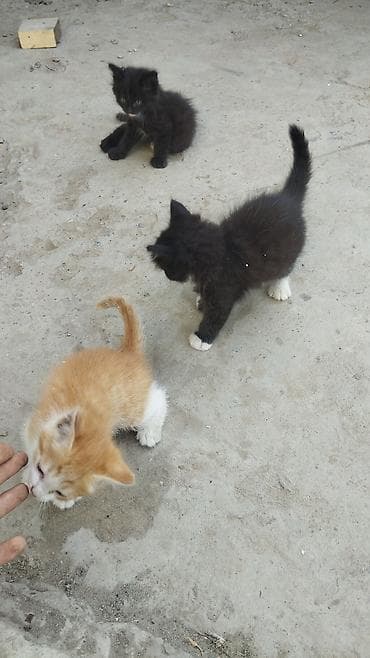 даром кошка: Котята – помет из трёх малышей - Возраст: маленькие котята (на фото — 1
