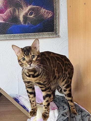 Вязка кота — чистокровный бенгал Предлагается племенной бенгальский