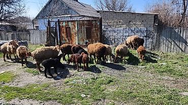 птицы бишкек: Продаю | Овца (самка) | Для разведения | Матка — 3