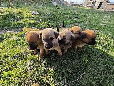 Щенки смешанных пород - Возраст: примерно 1неделя (по фото — активные