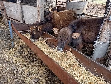 чон ат: Продаю | Тёлка — 1