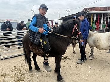 Айыл-чарба жаныбарлары: Сатам | Байтал | Көбөйтүү үчүн, Жумушка, Ат спорту | Жасалма жол менен боозутуу — 1
