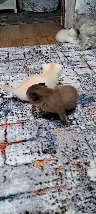 ориентальная кошка черная: Шотландские котята (вислоухие/страйт) разных окрасов. - Возраст на — 3