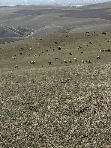 3 микрорайоне: Салам алейкум жигиттер кой баканга малчы бала керек Бишкек шаары — 2