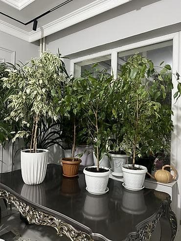 пести: Фикус Бенджамина в напольных кашпо - Два взрослых деревца в отдельных — 6