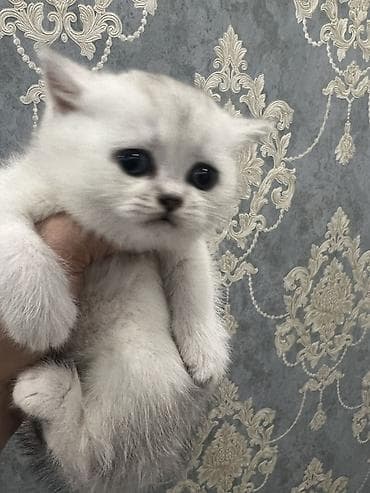 кошки британские: Британская короткошёрстная, 1 месяц, Мальчик, Серебристая шиншилла, Приучена к лотку — 3